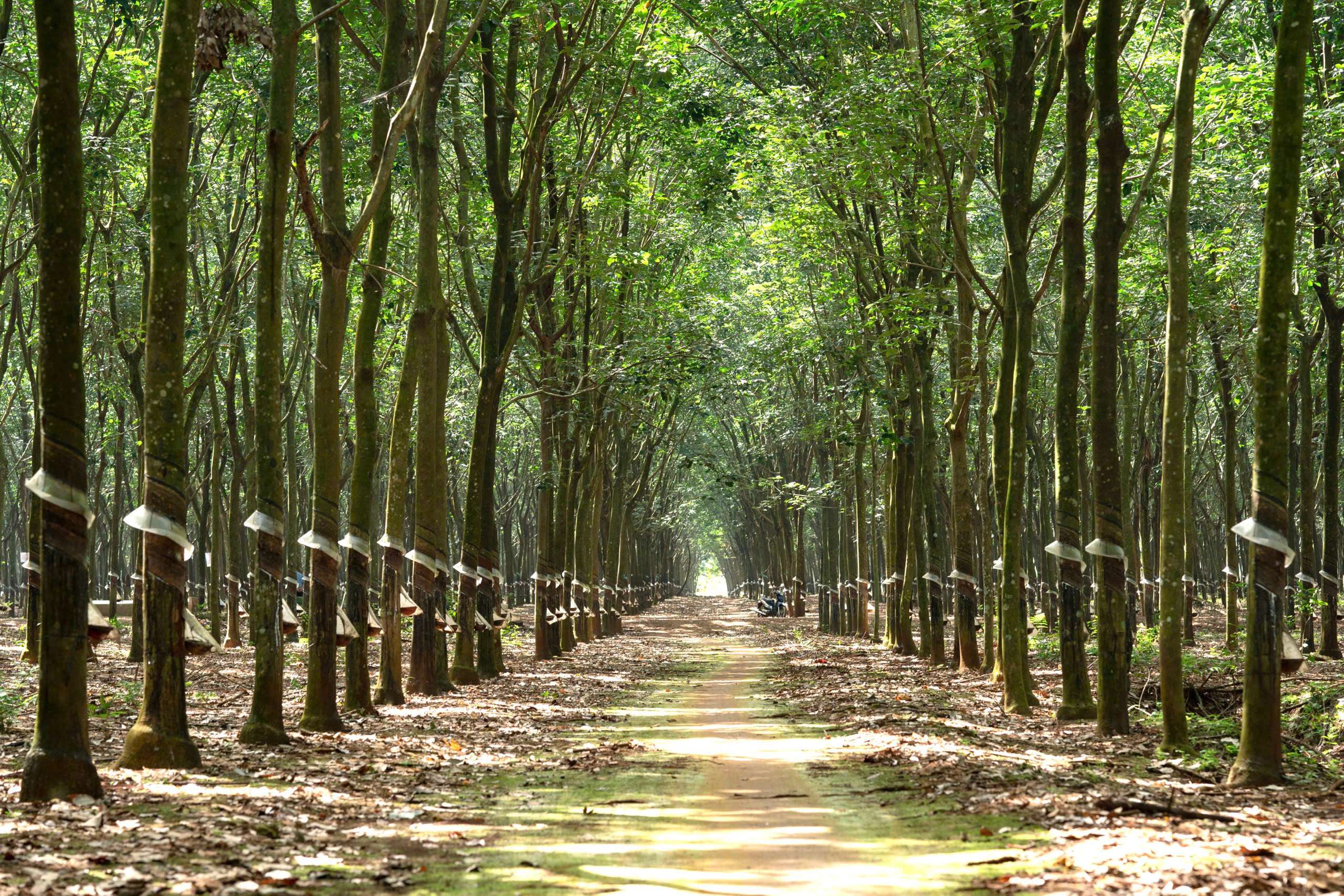 Rubber plantation — homepage hero background